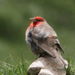 Red-fronted Rosefinch